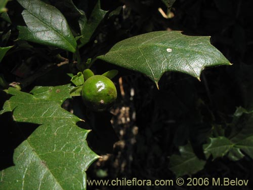 Image of Desfontainia spinosa (Taique / Chapico / Trau-trau). Click to enlarge parts of image.